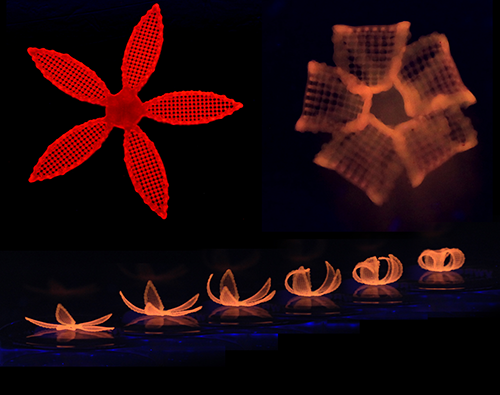 , Novel 4D printing method blossoms from botanical inspiration