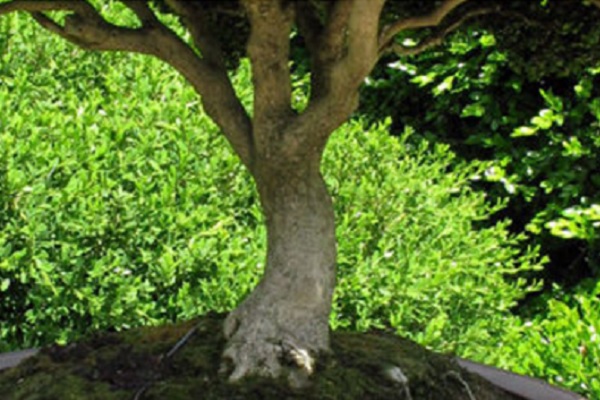 , Saturas &#8211; Embedded Stem Water Potential Sensor