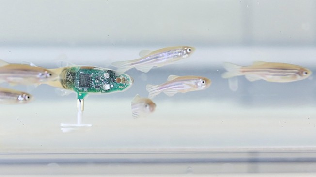 , A robotic spy among the fish