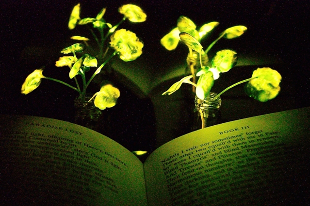 , Engineers create plants that glow