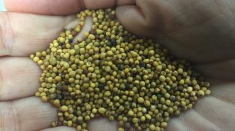 , WORLD FIRST US-AUSTRALIA BIOFUEL FLIGHT TAKES OFF