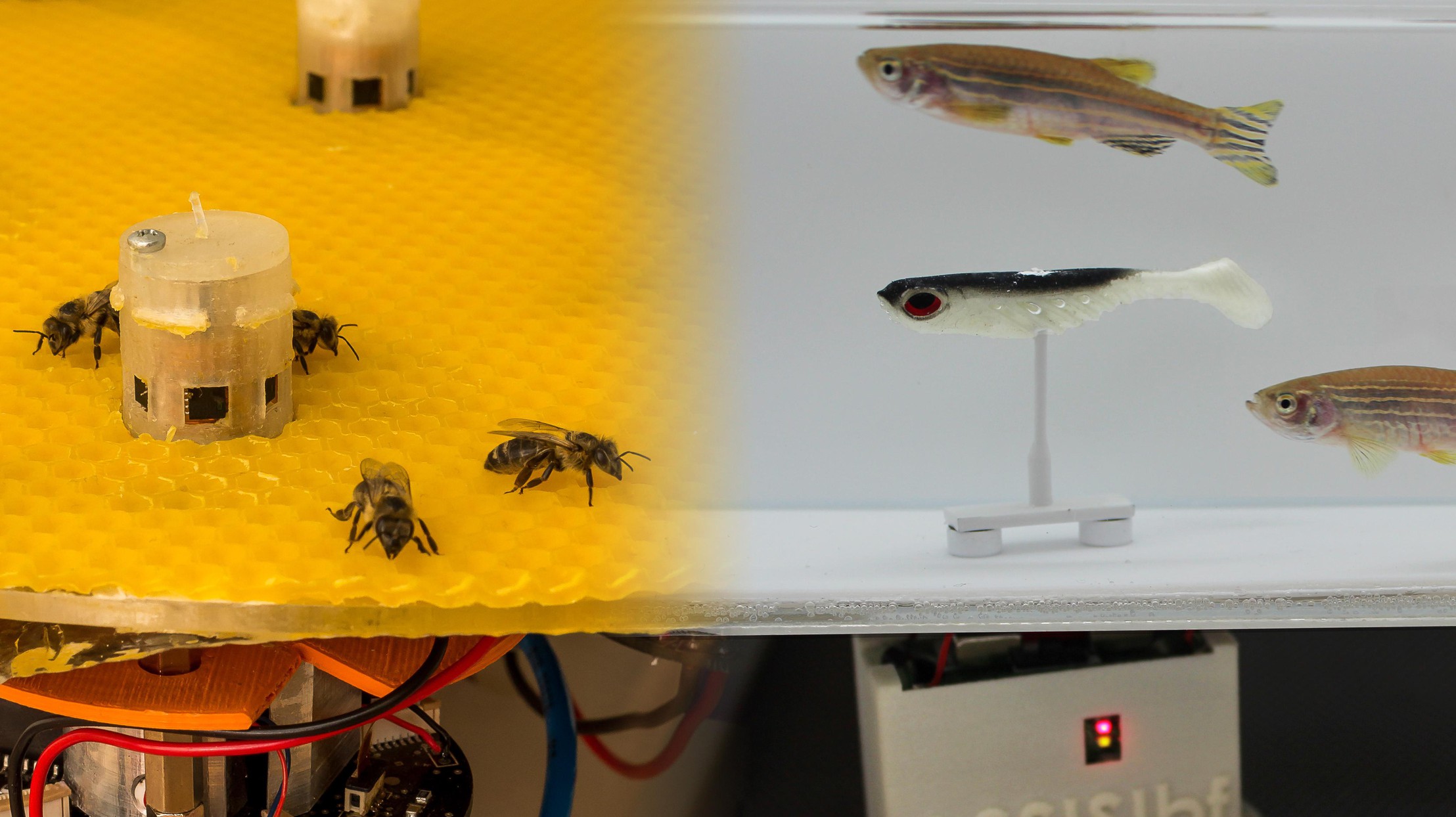 , Robots enable bees and fish to talk to each other