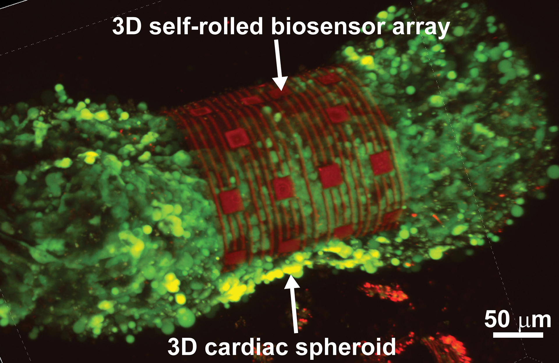 3D cardiac spheroid labeled with Ca2+ indicator dye encapsulated by the self-rolling sensor array.