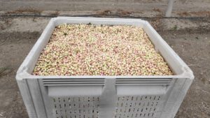 , Edete’s robotic pollination for supplementing wind pollination boosts yields in California pistachio orchard by 24%