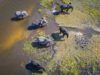 , Artificial intelligence and big data can help preserve wildlife