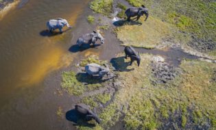 , Artificial intelligence and big data can help preserve wildlife
