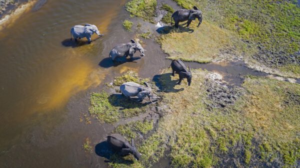 , Artificial intelligence and big data can help preserve wildlife